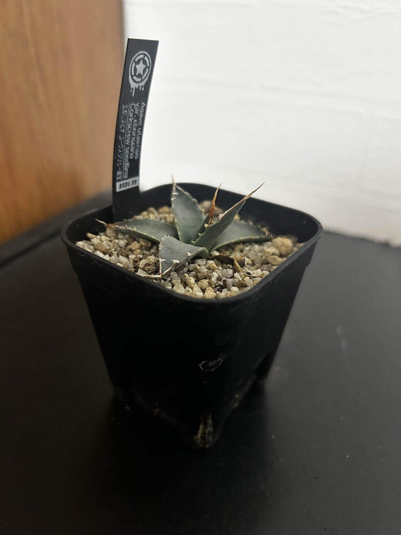 アガベ子株まとめ｜ぬらりん