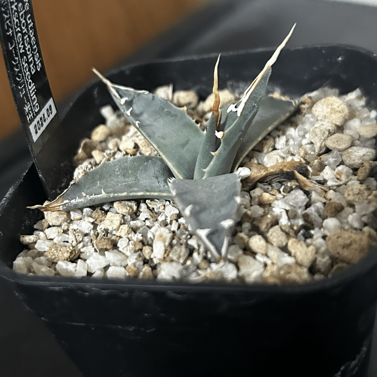 アガベ子株まとめ｜ぬらりん