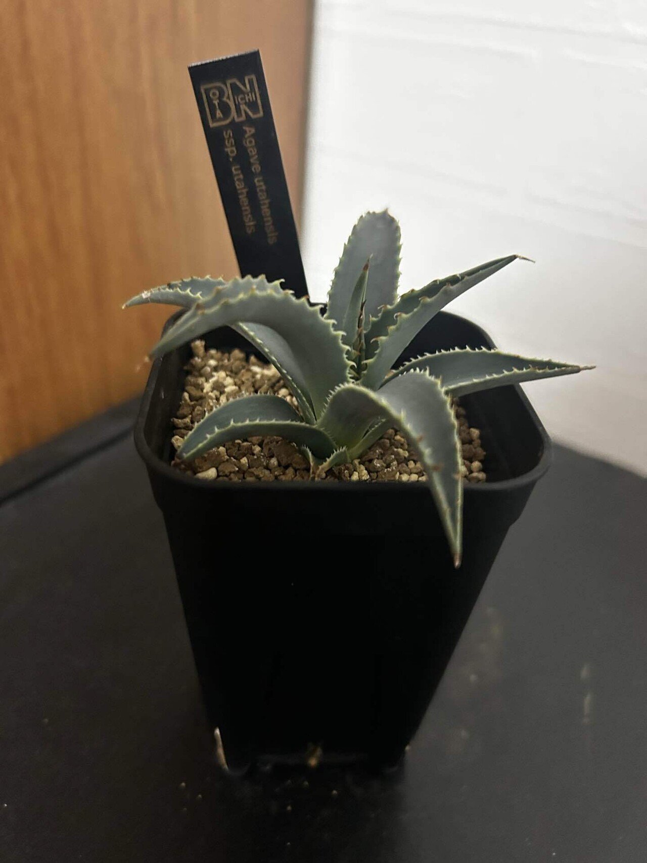 アガベ子株まとめ｜ぬらりん