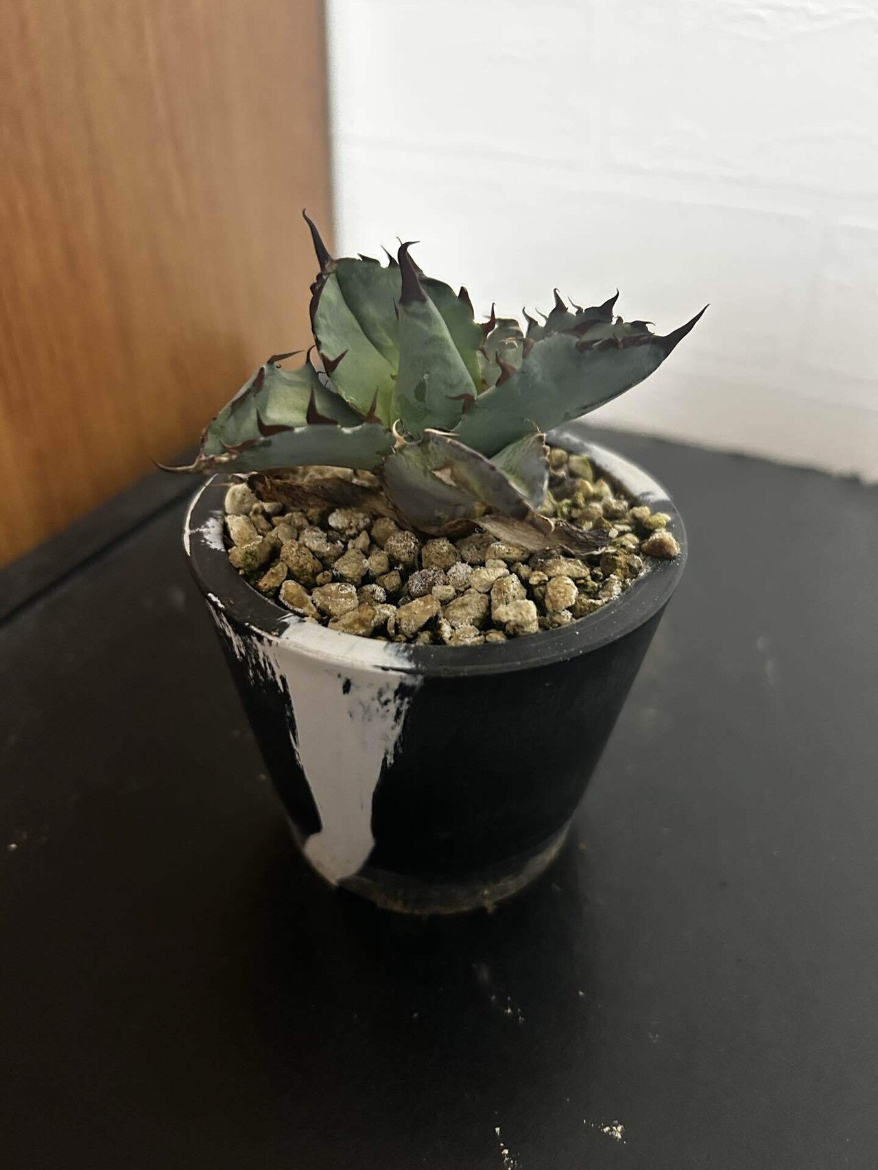 アガベ子株まとめ｜ぬらりん