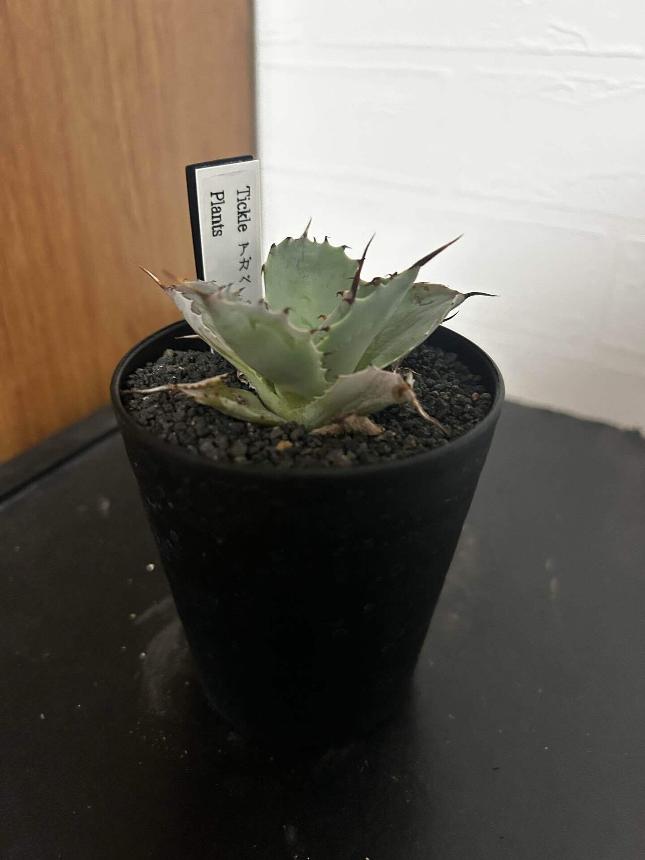 アガベ子株まとめ｜ぬらりん