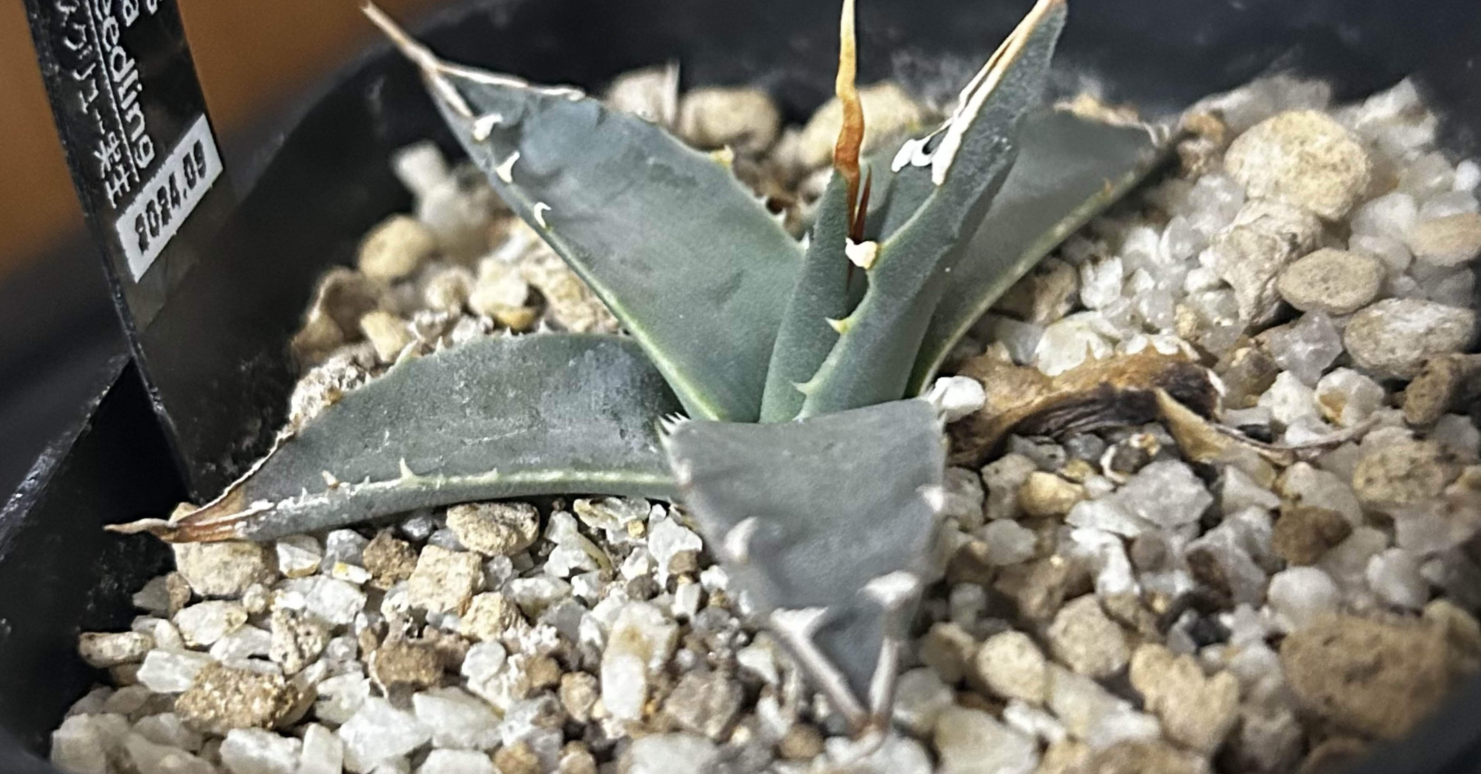 アガベ子株まとめ｜ぬらりん