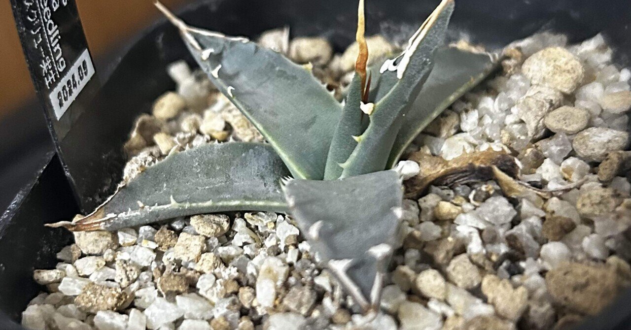 アガベ子株まとめ｜ぬらりん