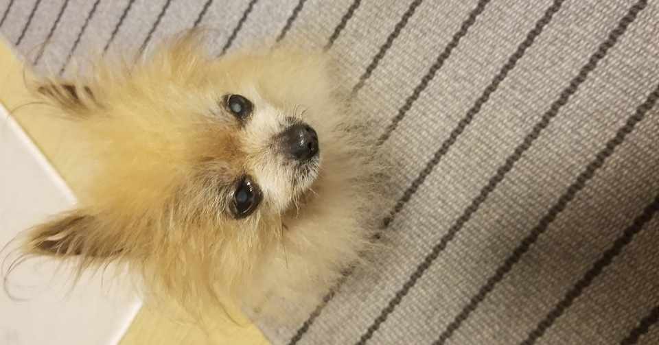 愛犬14歳9ヶ月目ポメラニアンかけがえのない家族 一眼レフ撮影チャンネルなかの人 Note