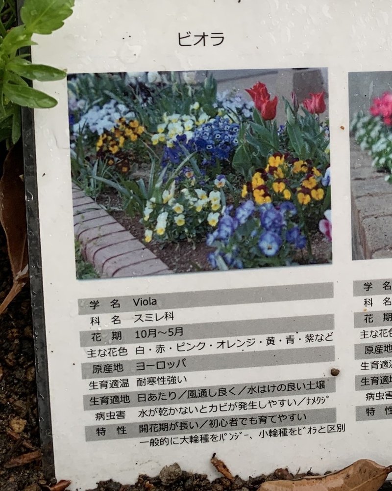 パンジーだと思い込んでいた花 もり Note パンジーだと思い込んでいた花 もり Note