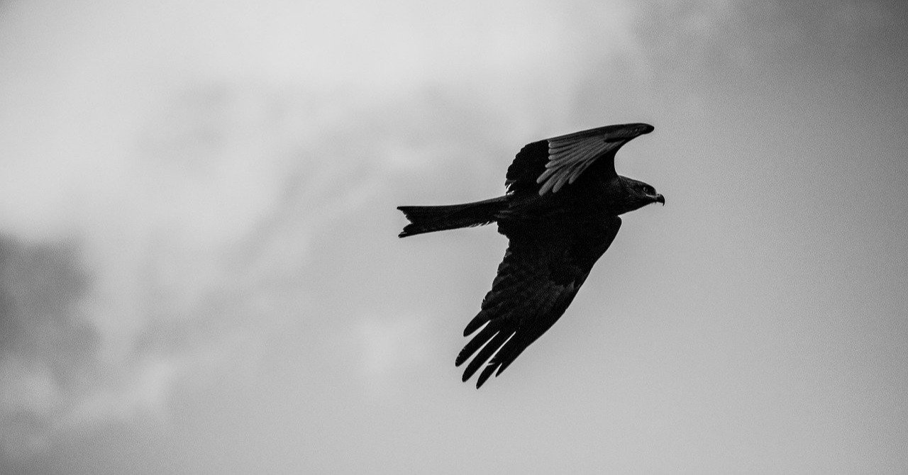 カラスが飛ぶ音を、初めて聞いた日の日記｜大前みどり, image size:1280x670