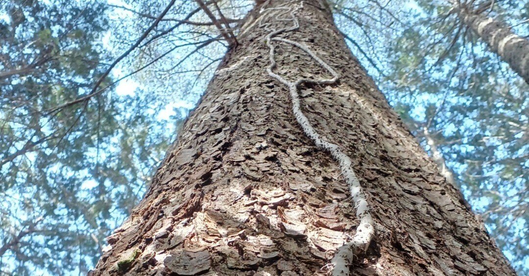 裏山探検（モミの根元にて）｜西谷