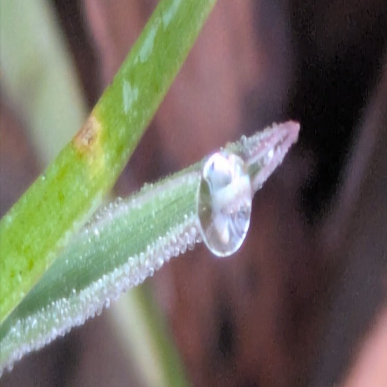 今朝の水滴③｜ichiro70