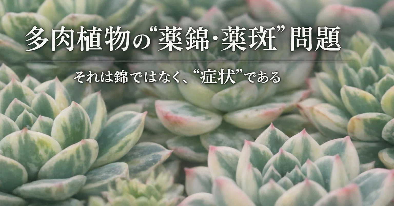 多肉植物の「薬錦・薬斑」という静かな問題|多肉植物研究所 多肉植物の「薬錦・薬斑」という静かな問題|多肉植物研究所