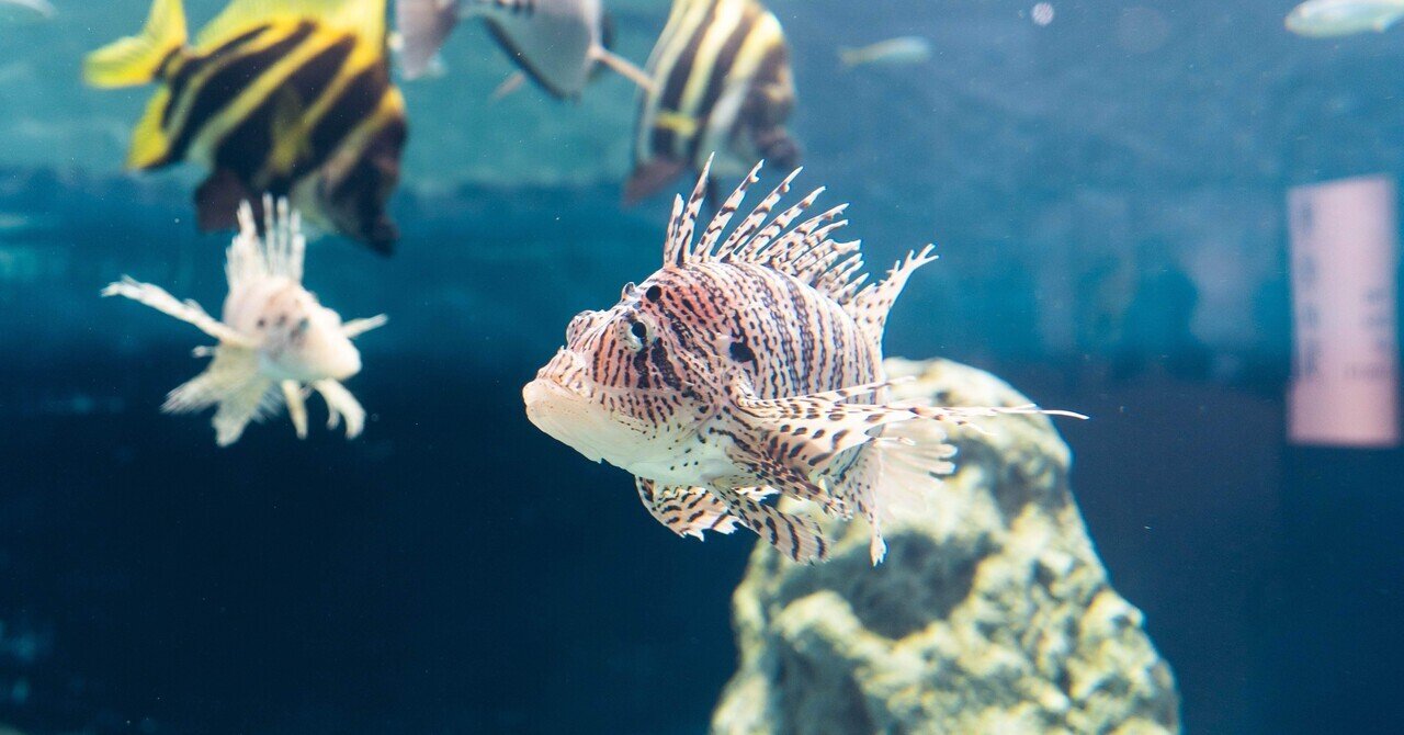 500種以上の生き物と会える水族館で撮影してみた(葛西臨海水族園