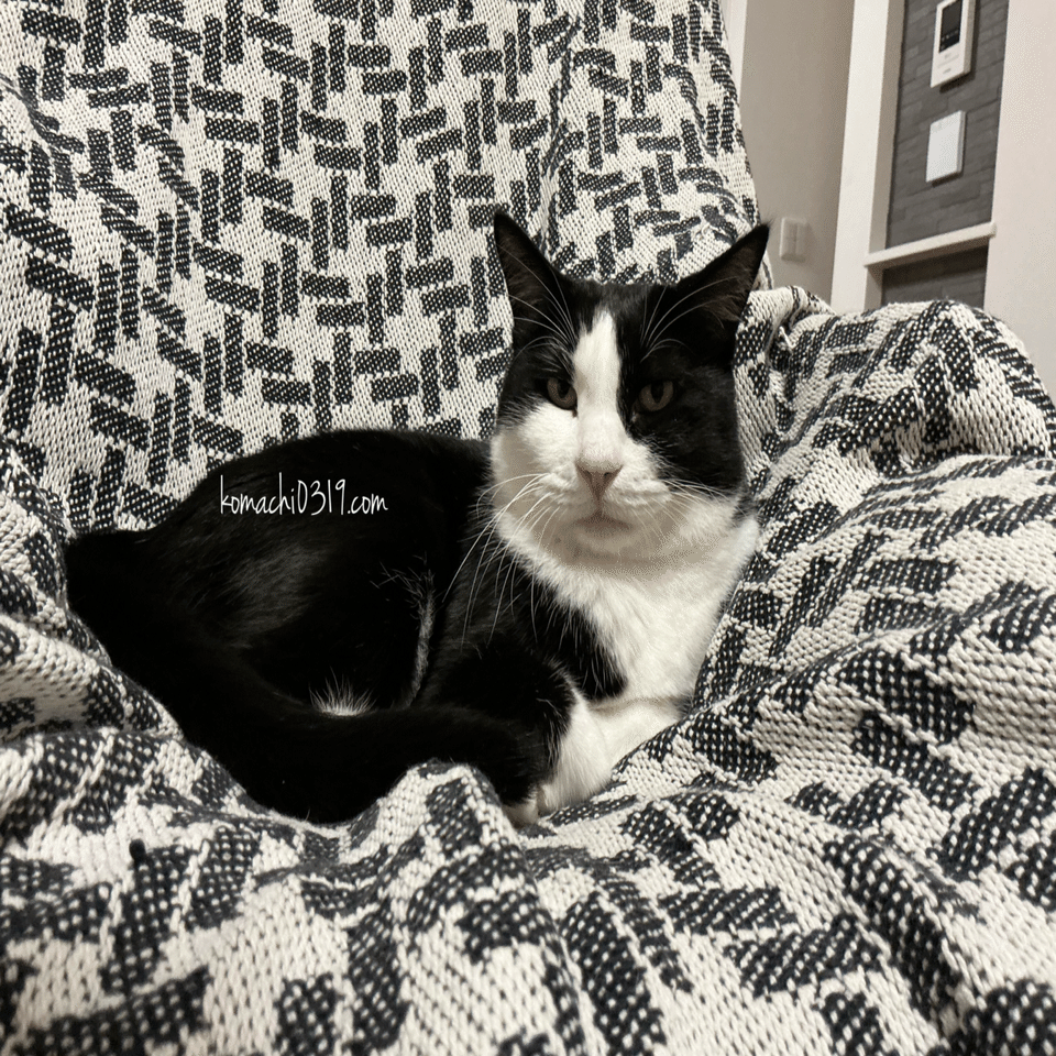 2026年2月6日 朝の猫達｜こまち