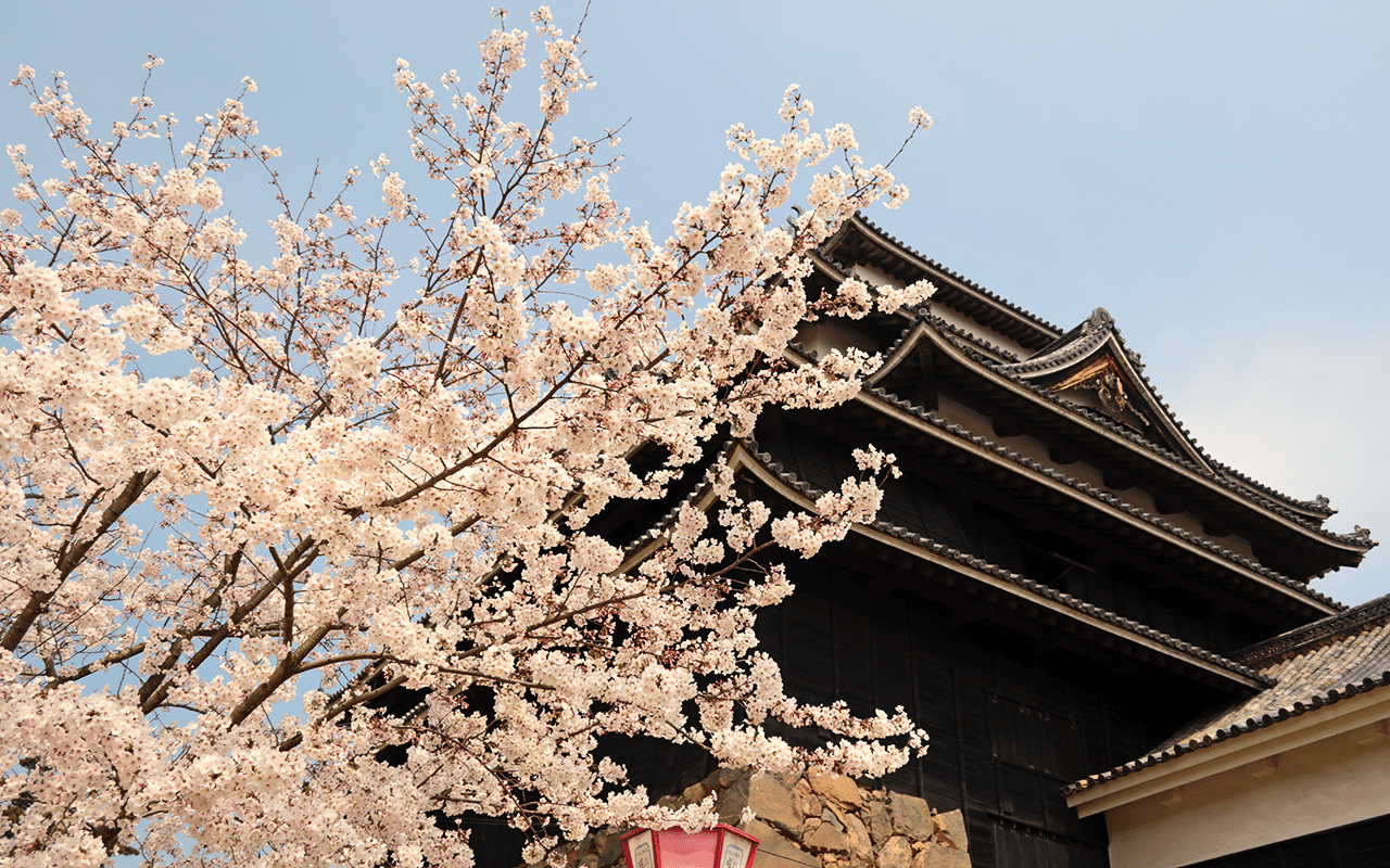高画質 松江城と竹島資料室の桜 Keitaro Kitagaki Note 高画質 松江城と竹島資料室の桜 Keitaro Kitagaki Note
