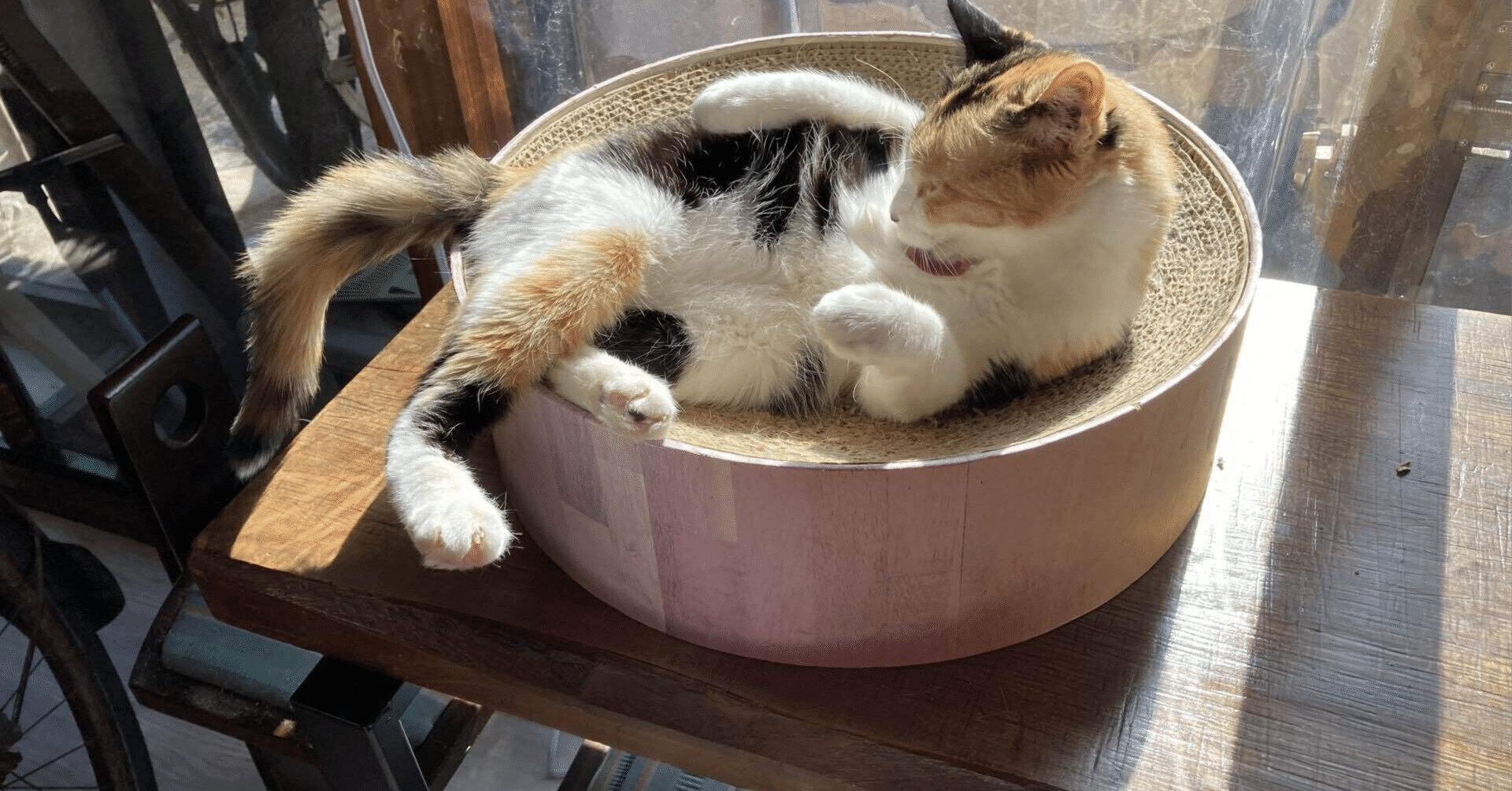 抹茶の日(2/6/2026)｜MarkWaffles