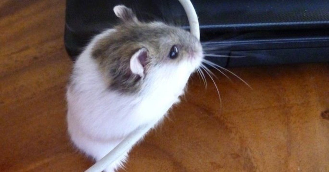 パイドジャンガリアンと言う存在 ぴえこ Note パイドジャンガリアンと言う存在 ぴえこ Note