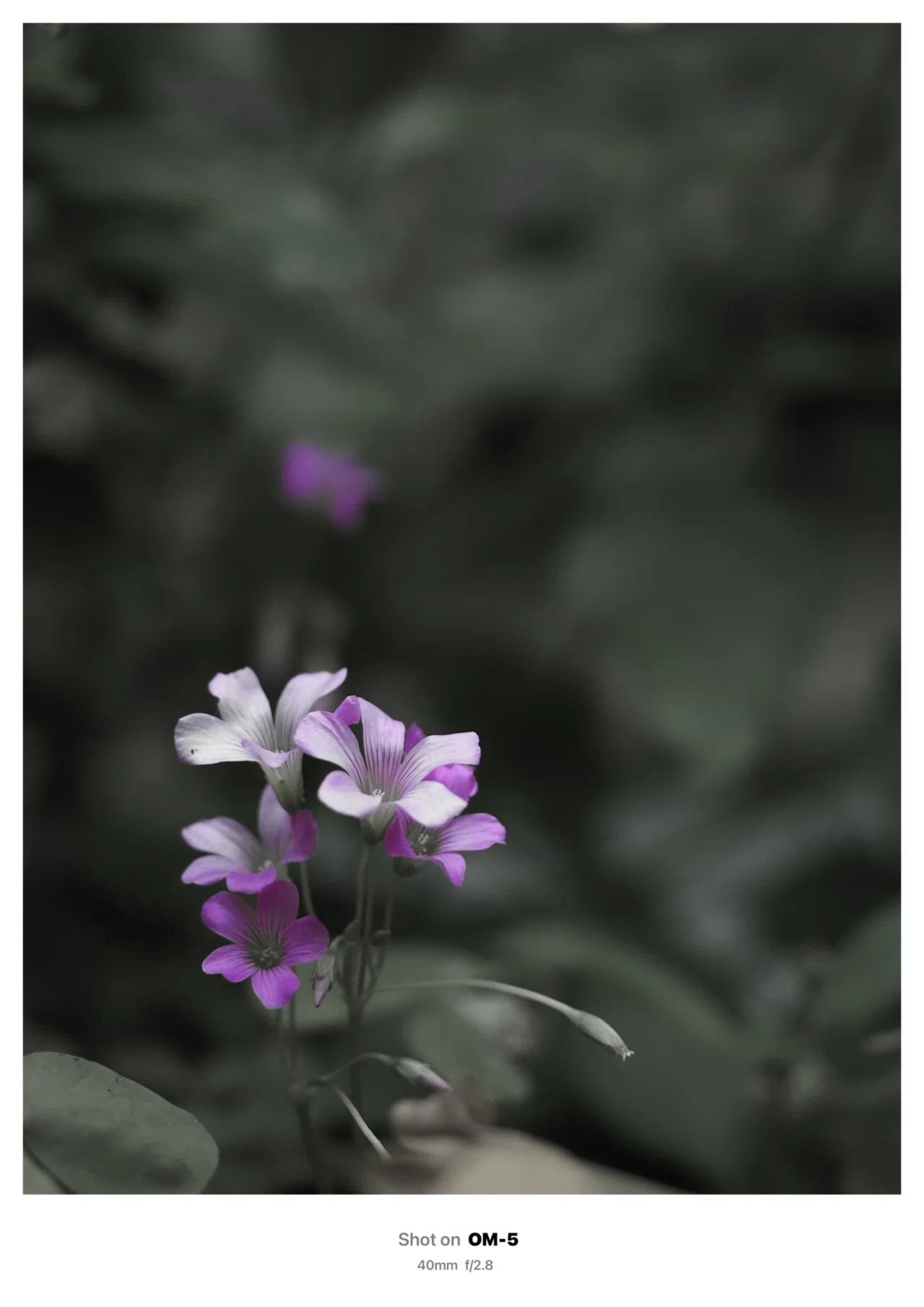 The OLYMPUS and OM I Enjoyed｜kii