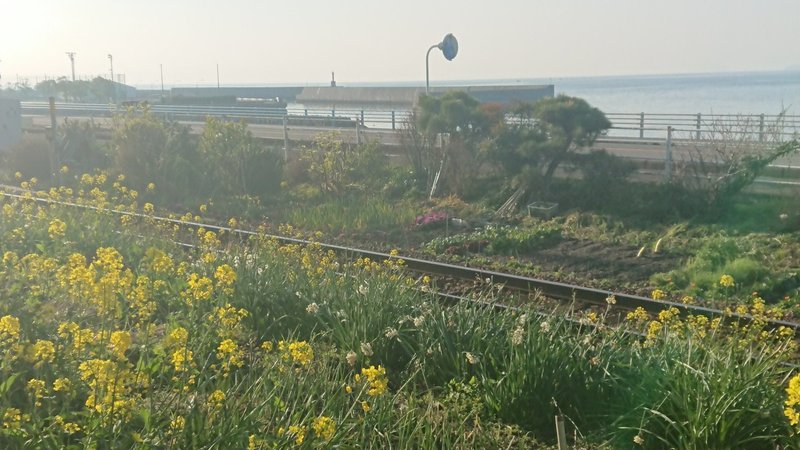 菜の花と線路