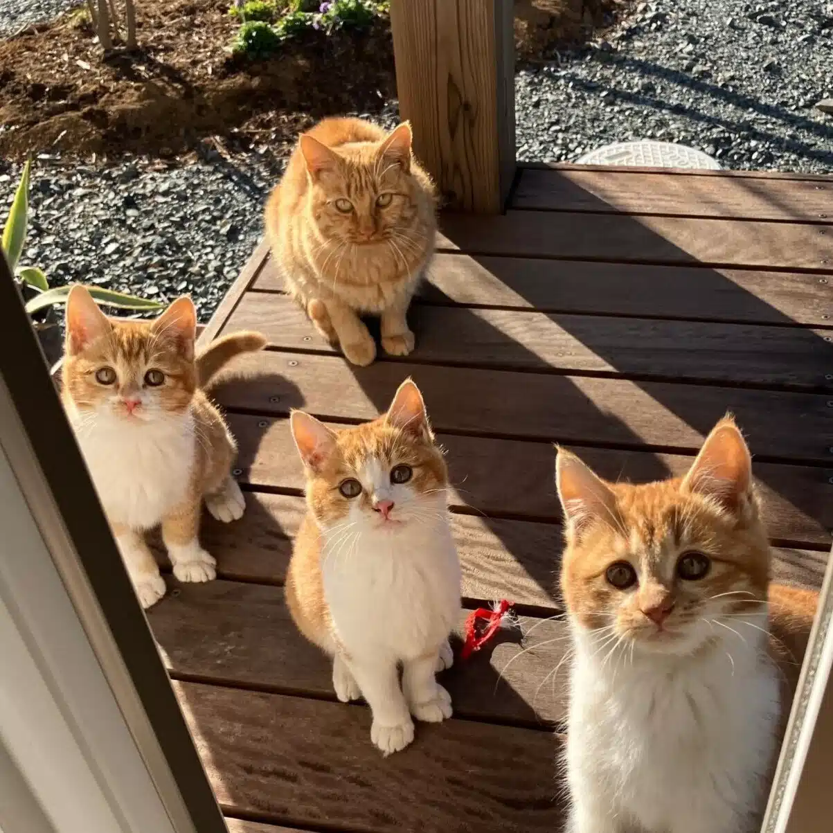 いなか猫