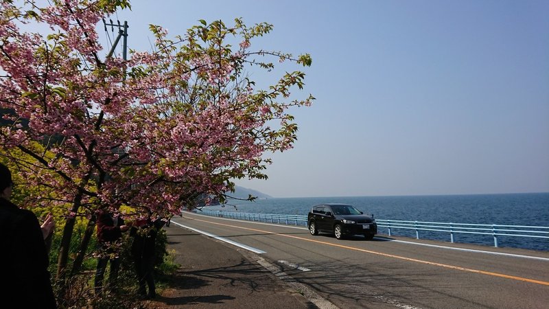 桜と菜の花と海と車