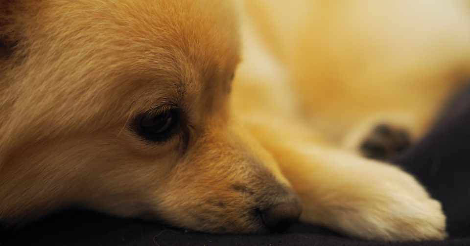 マスクをすると 犬が吠えるようになりました Hiroba