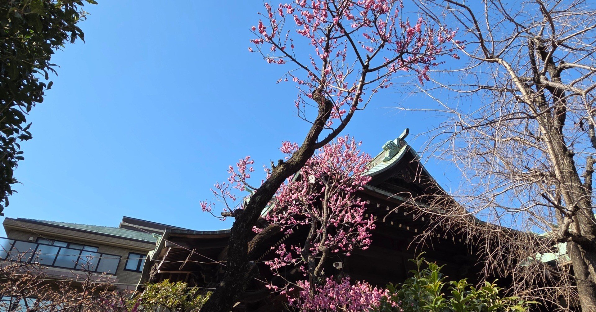 桜神宮🌸 感じる｜セリ ／龍神様との日常