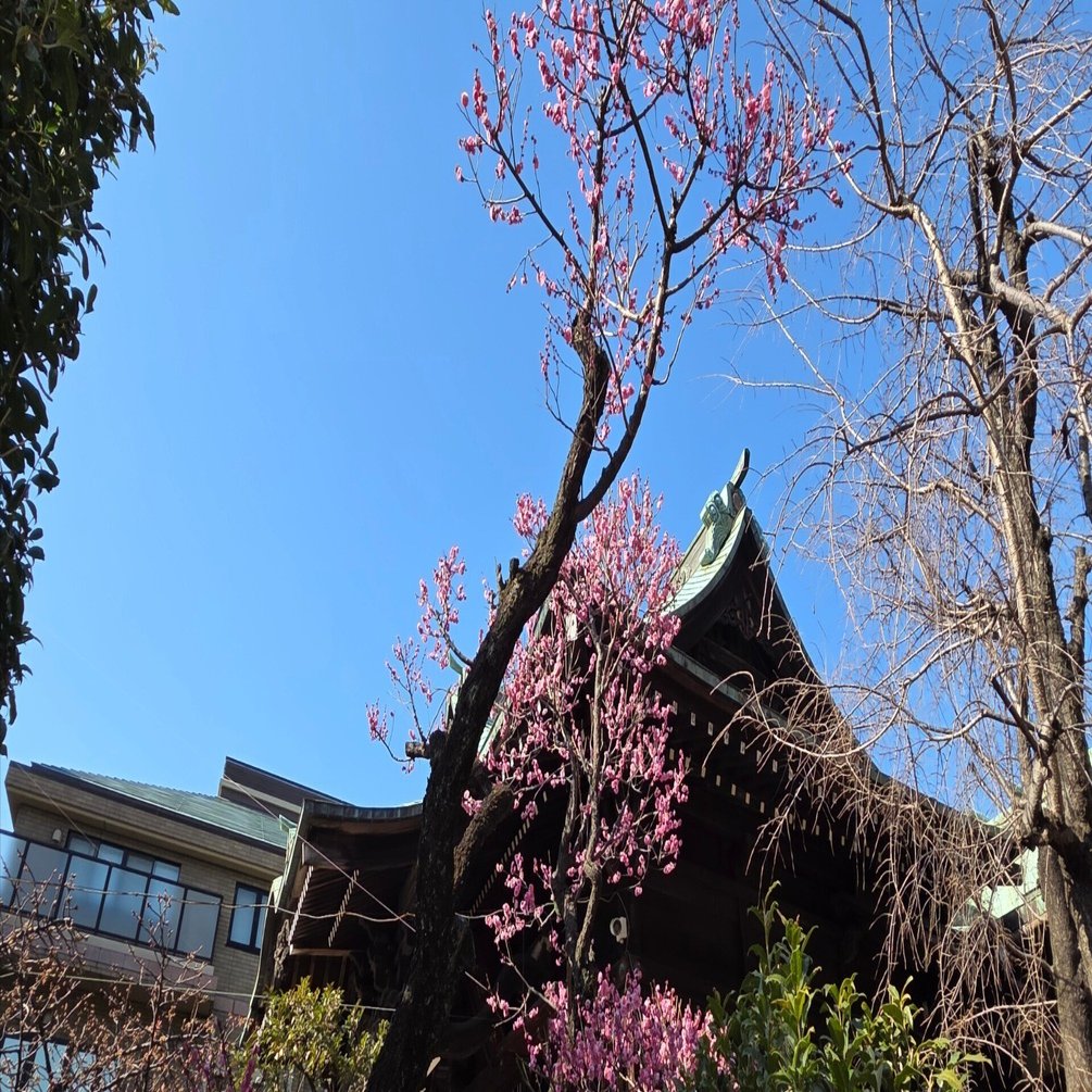 桜神宮🌸 感じる｜セリ ／龍神様との日常