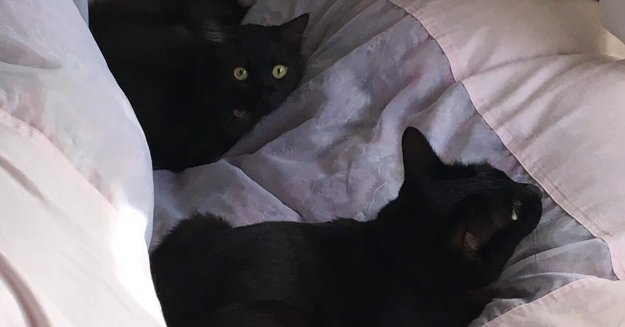 実家のねこちゃんず｜あおぴち