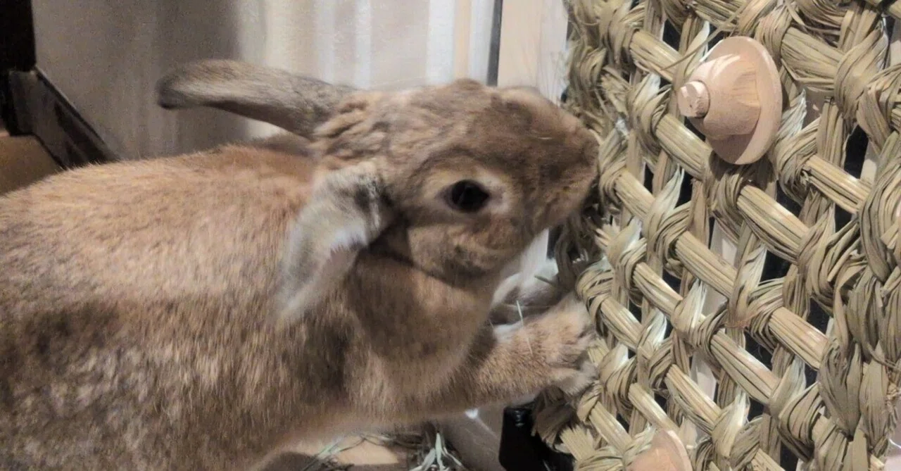 断捨離うさぎ 家もうさぎも死守したい！うさぎの破壊活動に対する「徹底防衛策」①