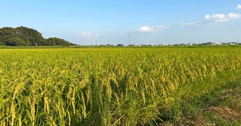 子どもたちの「おいしい」が、日本の未来と自然を守る力になる～令和7年度お米補助事業を開始します～