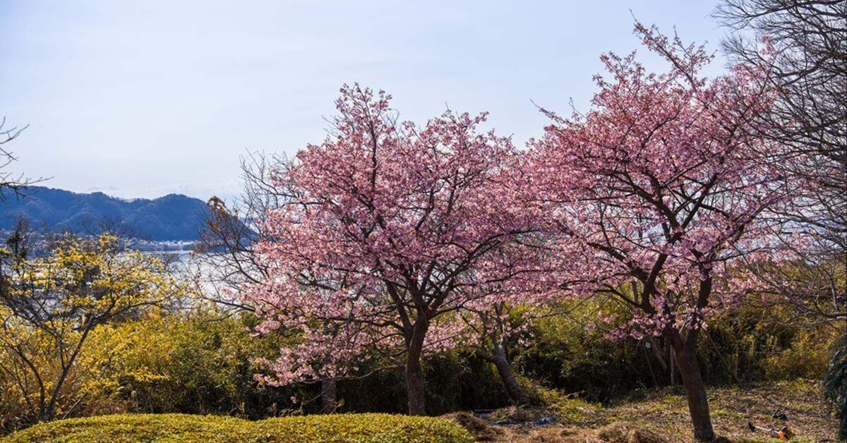 逗子大崎公園の河津桜 | α7V + SIGMA20-200mm , Z f + KISTAR40mm