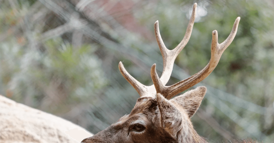 JW919 鹿の角で掘れ｜kikuzirou