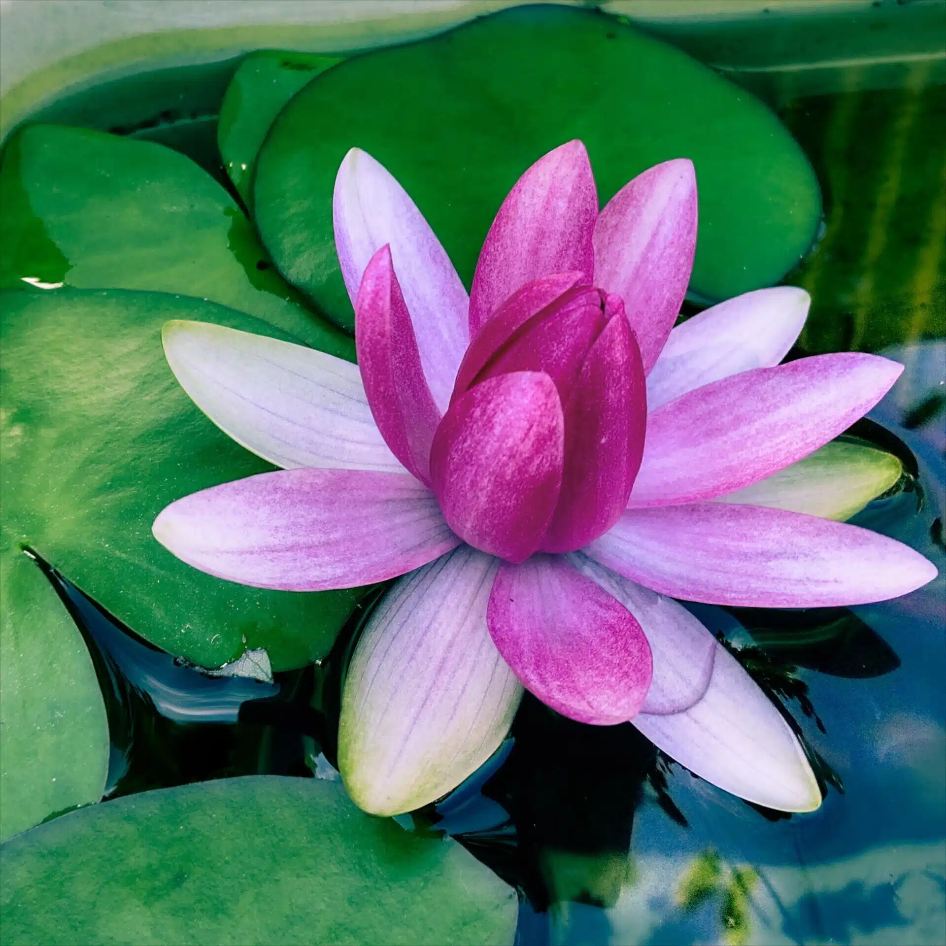 蓮ノ花ノンフィクション