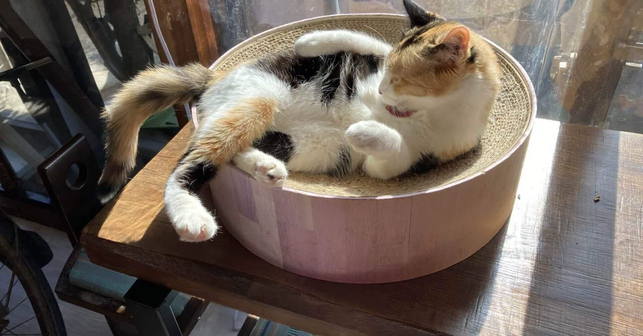 自分を大切にするとは🤔｜エーちゃん🌞