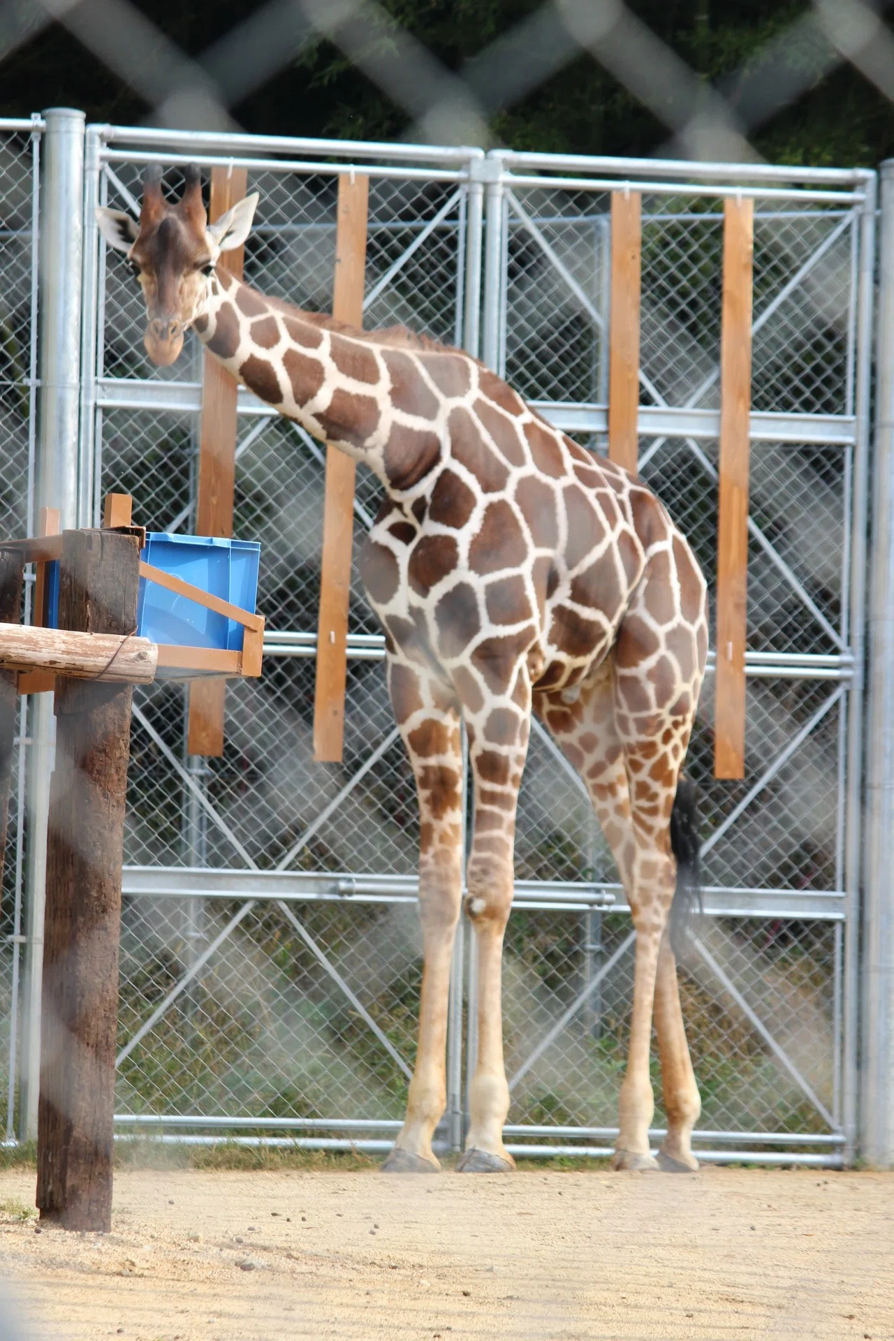 写真集 香川県 動物 いけだ さえ 猫好き国内トラベラー Note