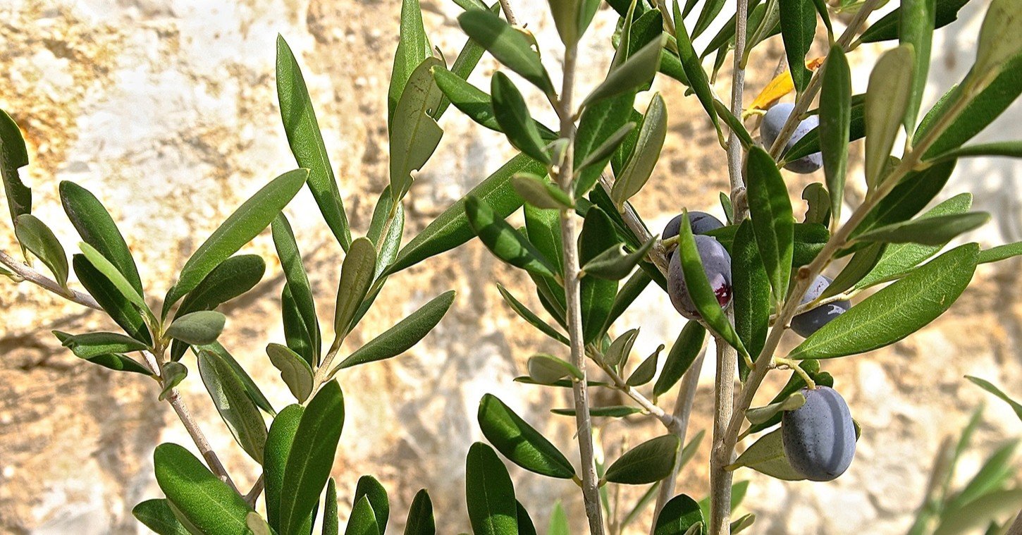 オリーブの品種はいくつある Olive Note