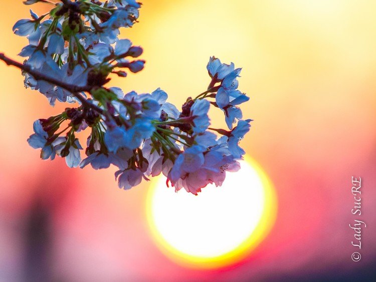 夕陽に青く咲く桜