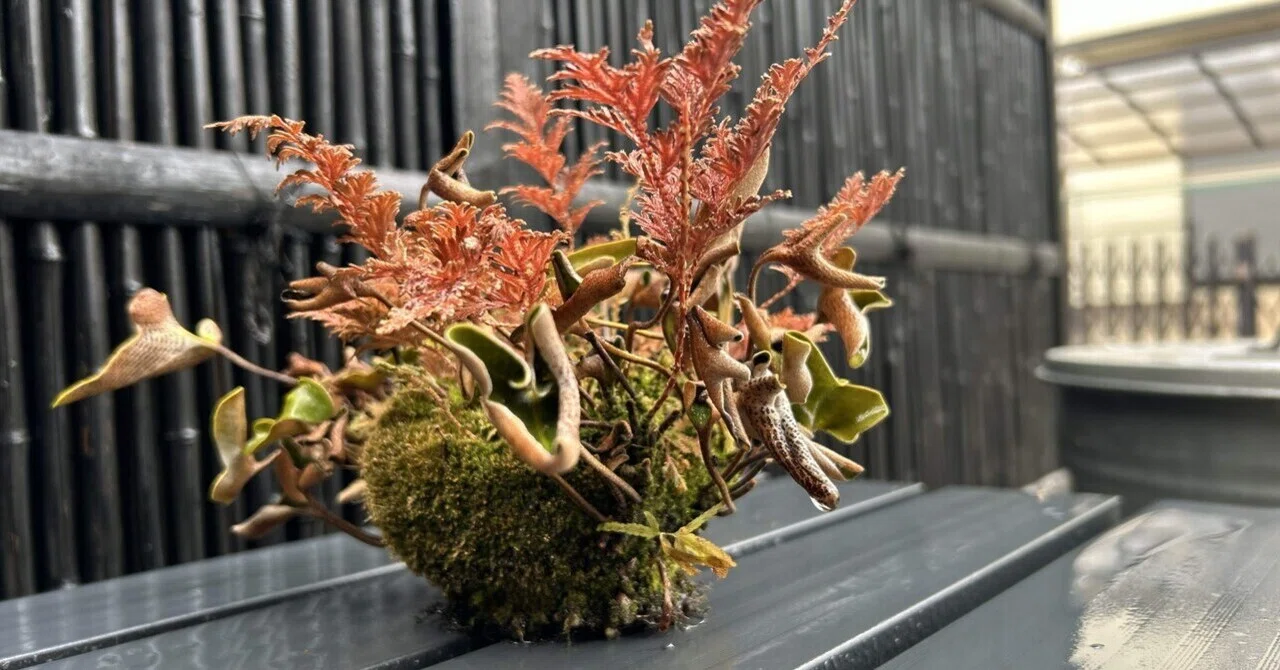 根洗いと苔玉｜お茶と美 Art Hackerの弟子