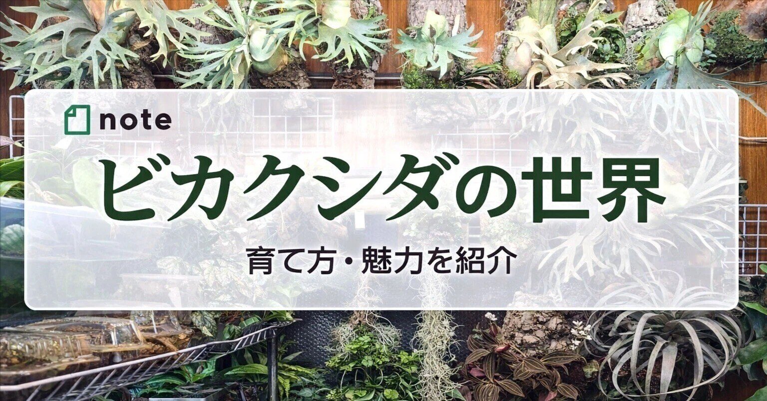 ビカクシダという植物｜ポチョムキン卿