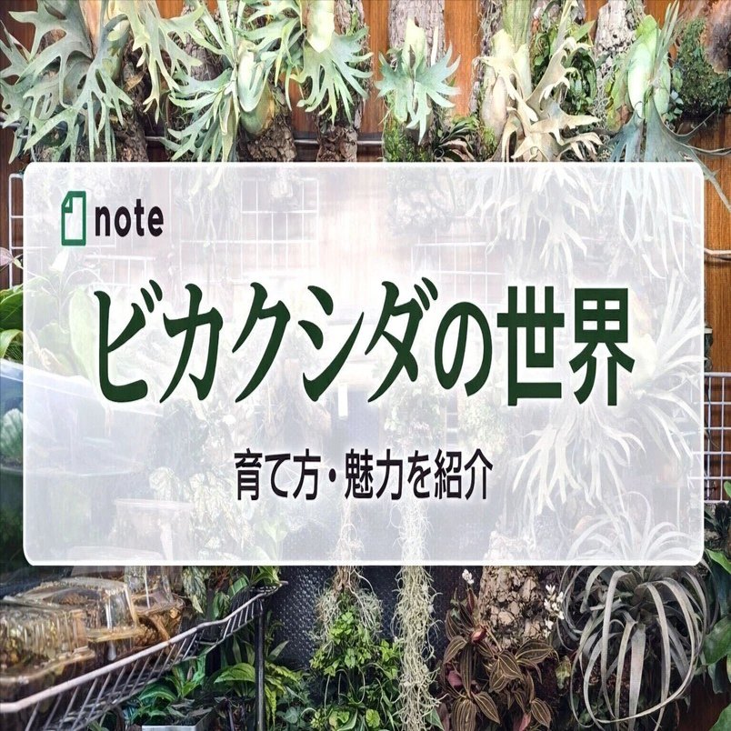 ビカクシダという植物｜ポチョムキン卿