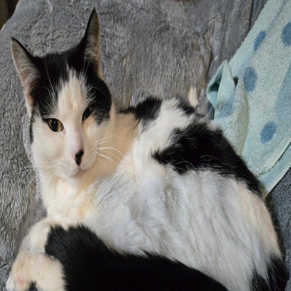 新入りだんご姉妹🍡のゴマちゃん｜Dolphin-Kicks