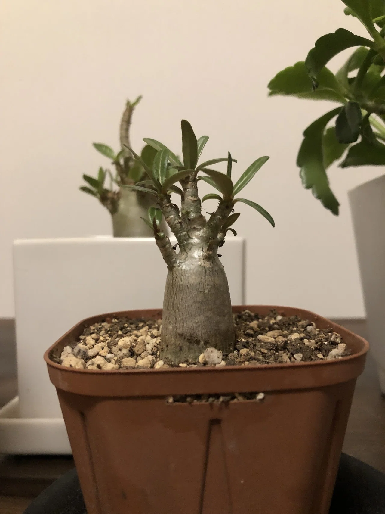 初めてのコーデックス／塊根植物｜808