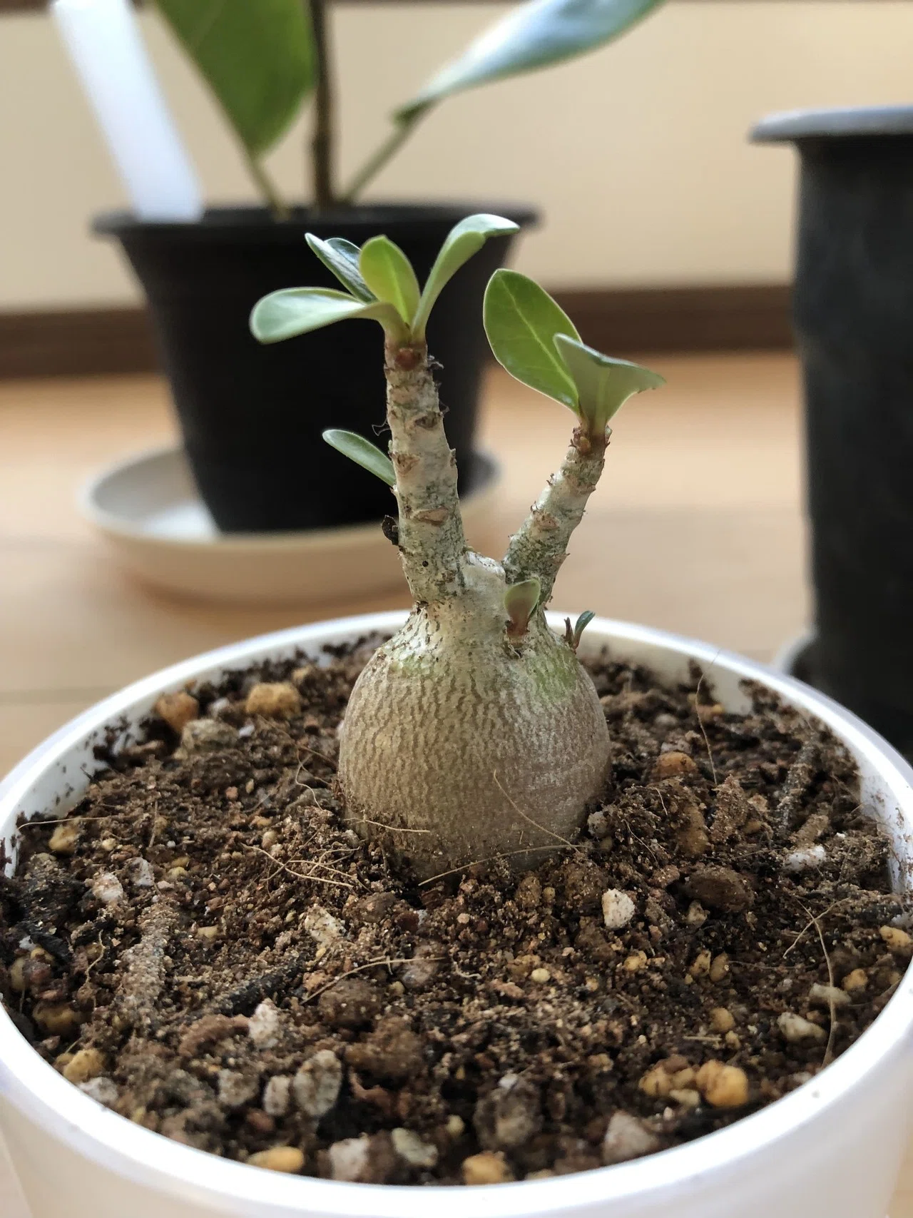 塊根植物 コーデックス 観葉植物 美株 メルカリ便 2026年最新】観葉植物 塊根植物・コーデックスの人気アイテム - メルカリ
