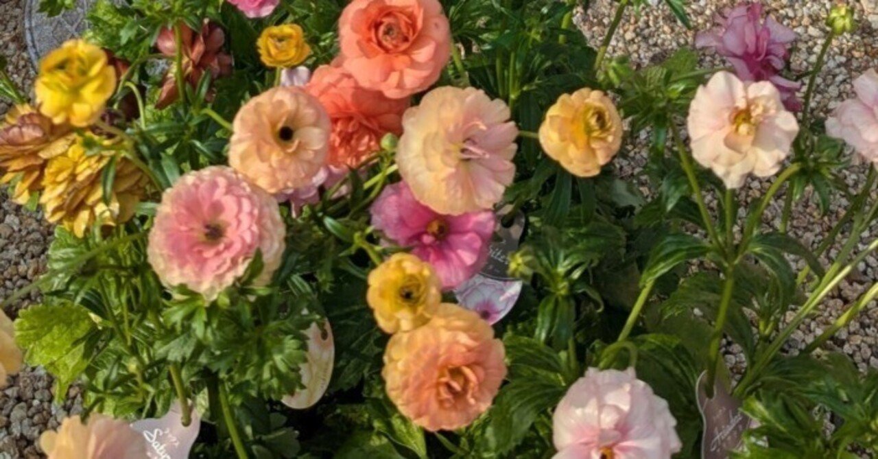 ラナンキュラス ラックス｜植物大好き akikoのねこちゃんと日記