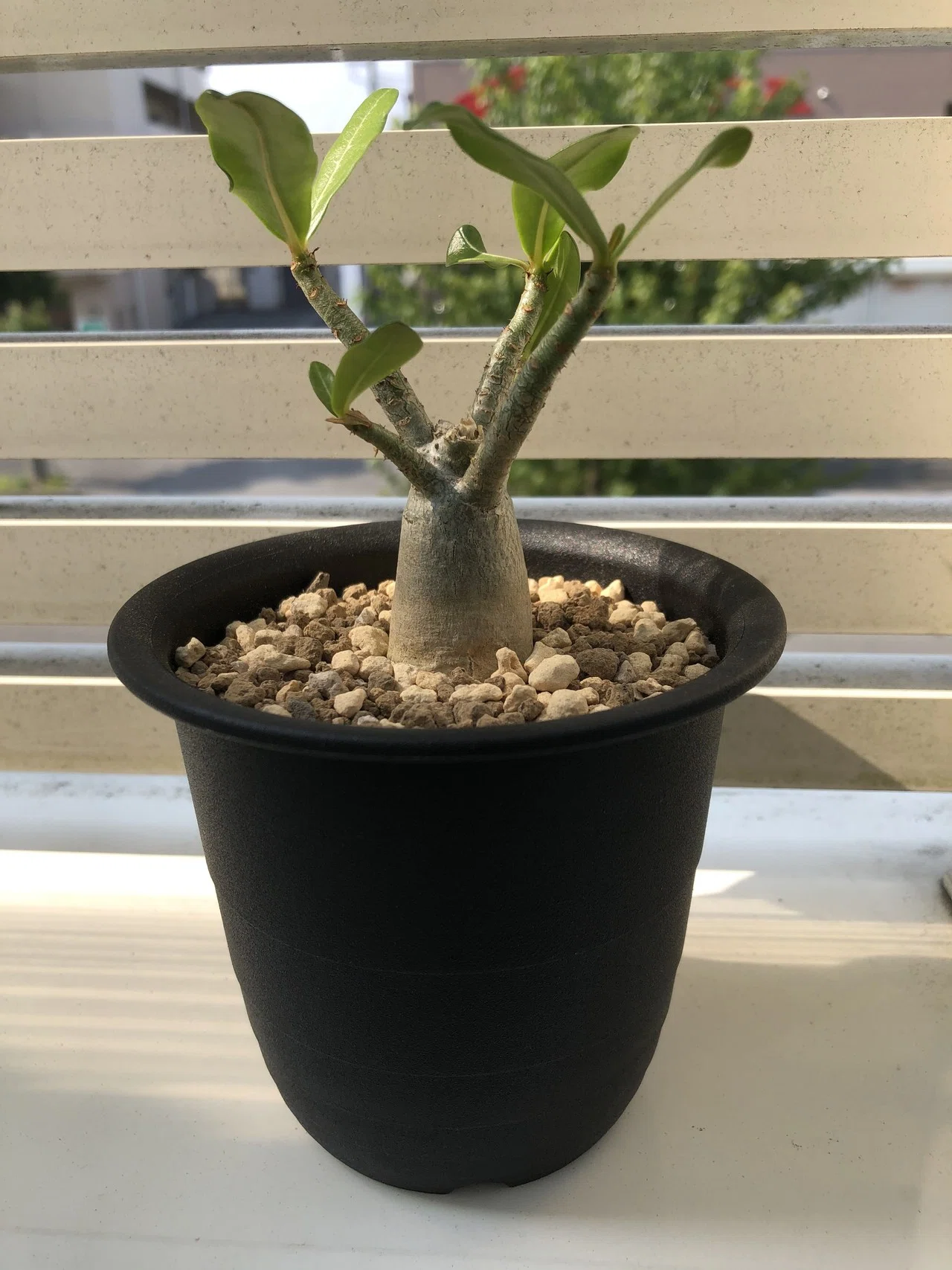 初めてのコーデックス／塊根植物｜808
