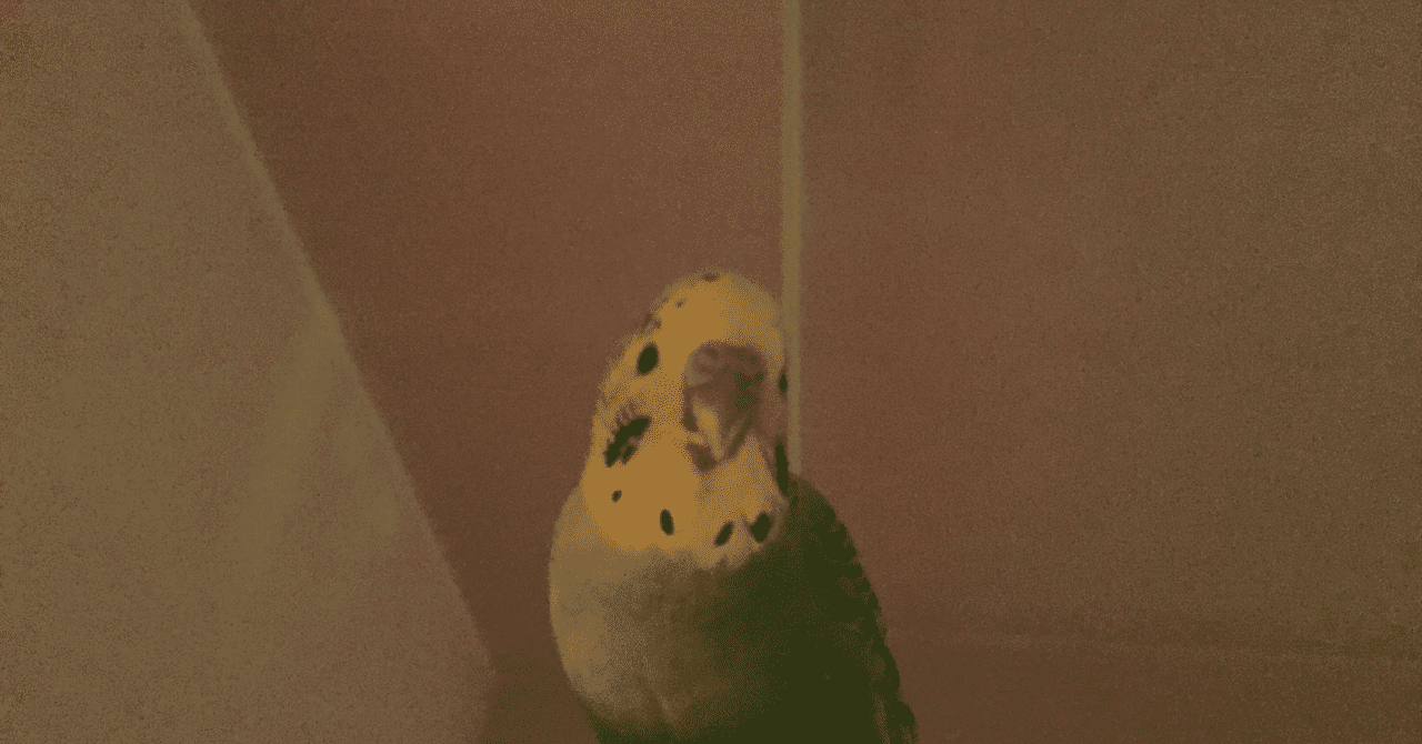 インコがいる生活 の新着タグ記事一覧 Note つくる つながる とどける