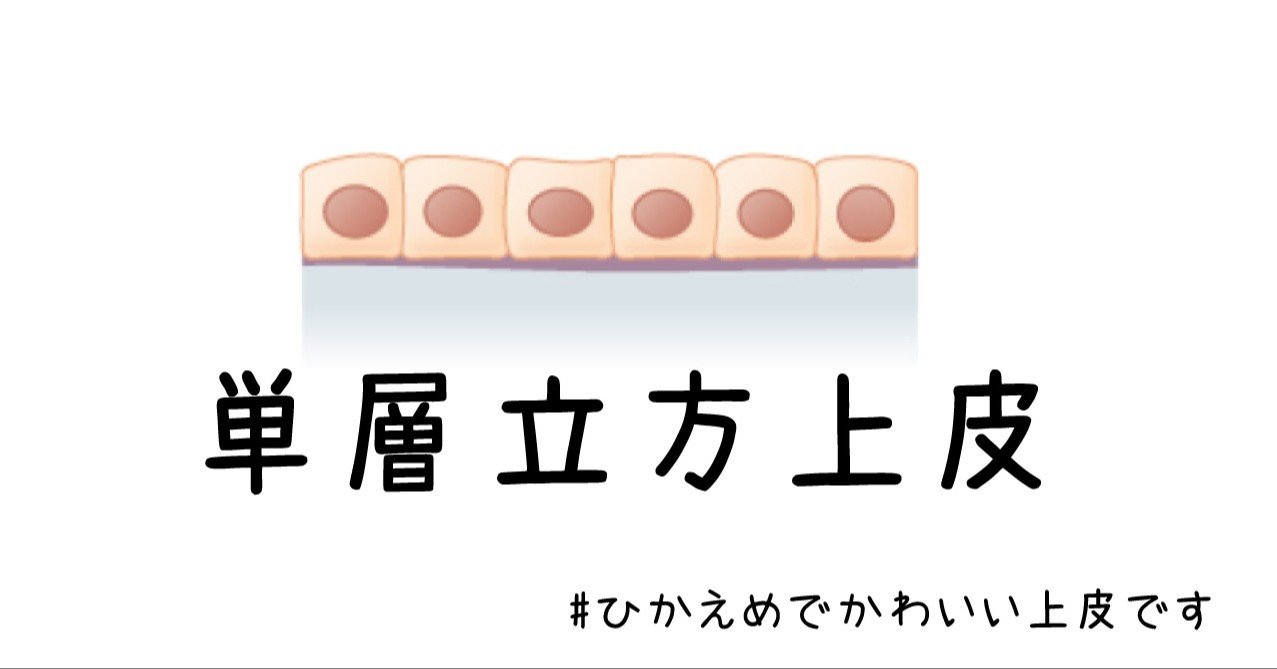 単層立方上皮 ひかえめでかわいい上皮 黒澤一弘 Note 単層立方上皮 ひかえめでかわいい上皮 黒澤一弘 Note