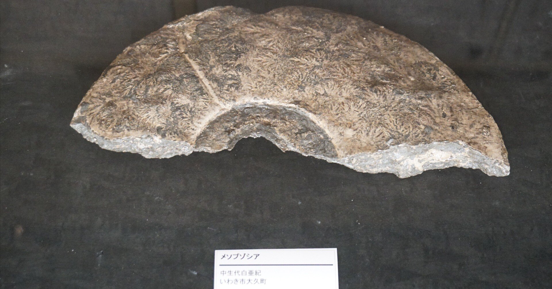 2026/02/06 いや今日はこの日記でも流石に言わしてもらうわ!!｜始祖鳥