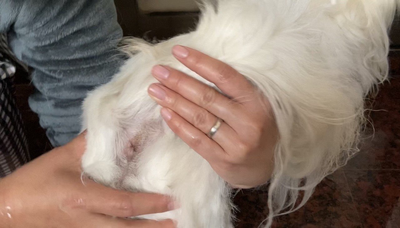 動画解説付き 初心者でもできる 犬の肛門腺絞り徹底解説 ドッグライフサポーター 獅子パパ Note 動画解説付き 初心者でもできる 犬の肛門腺絞り徹底解説 ドッグライフサポーター 獅子パパ Note