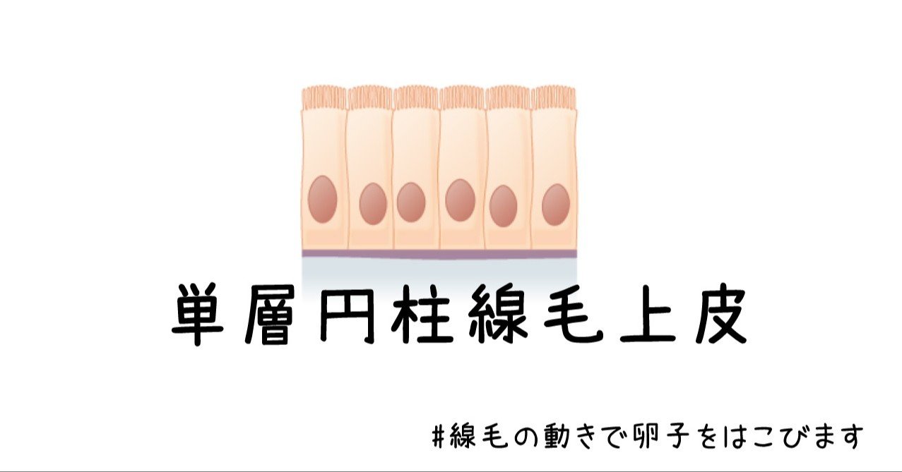 単層円柱線毛上皮 線毛の動きで卵子をはこびます 黒澤一弘 Note