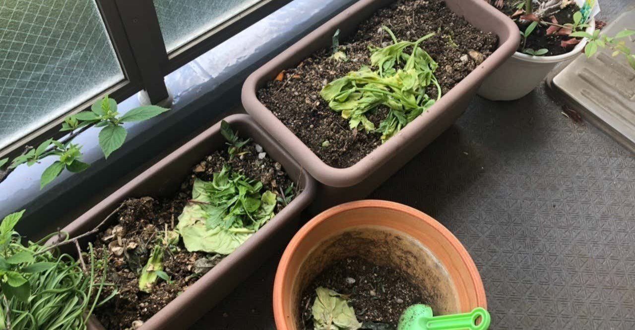 東京のベランダdeコンポスト コバエ問題落ち着く takenoko note