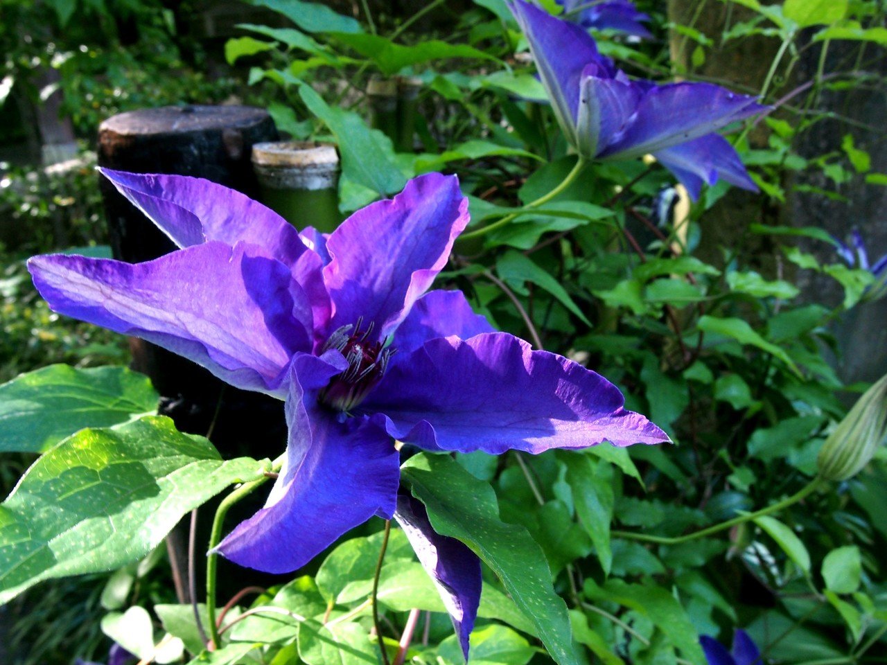 蔓性植物の女王 クロノツカヤ Note